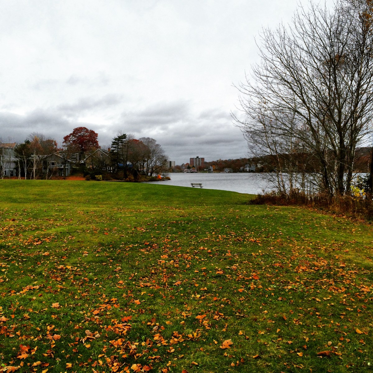 Graham's Grove Park with dog