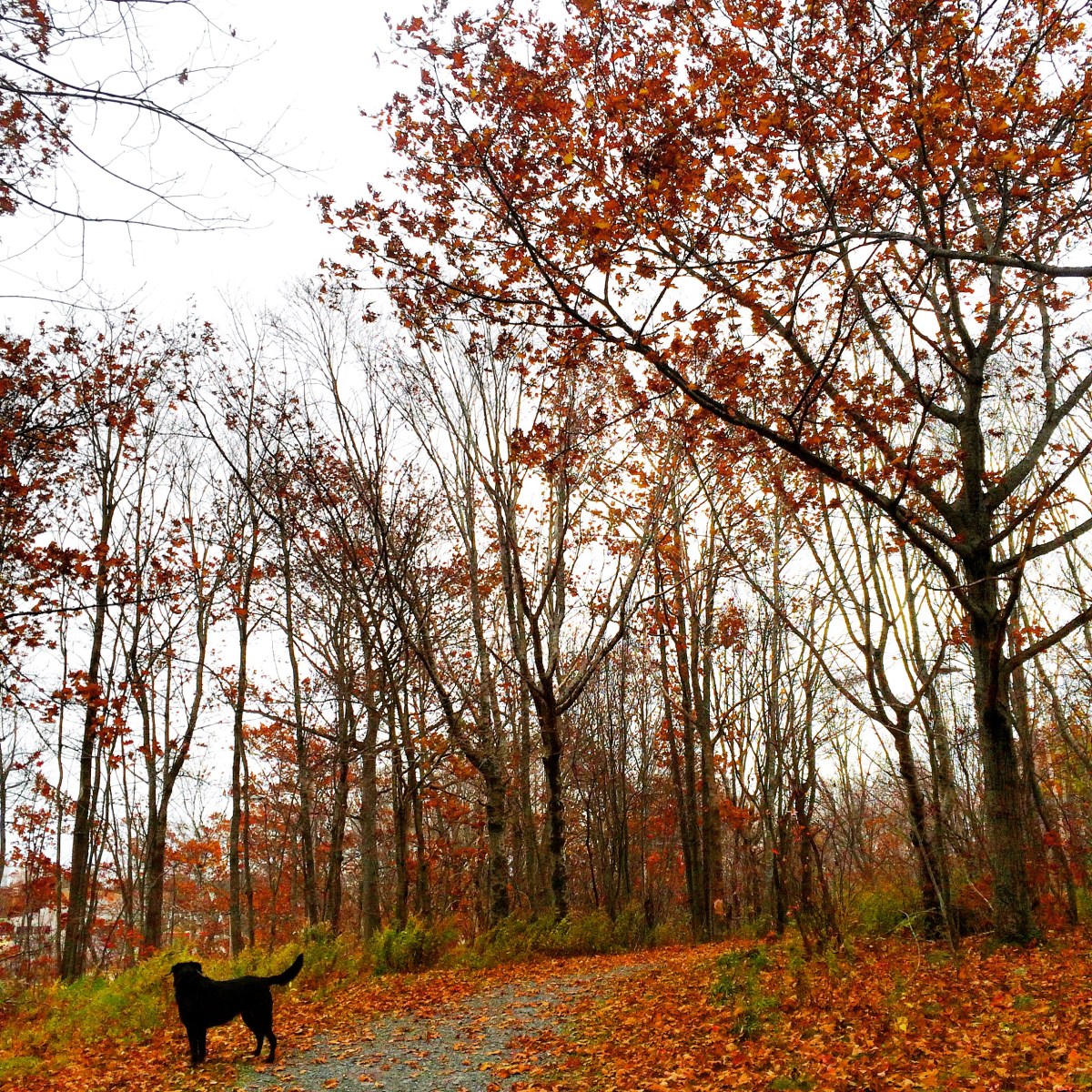 Graham's Grove Park with dog