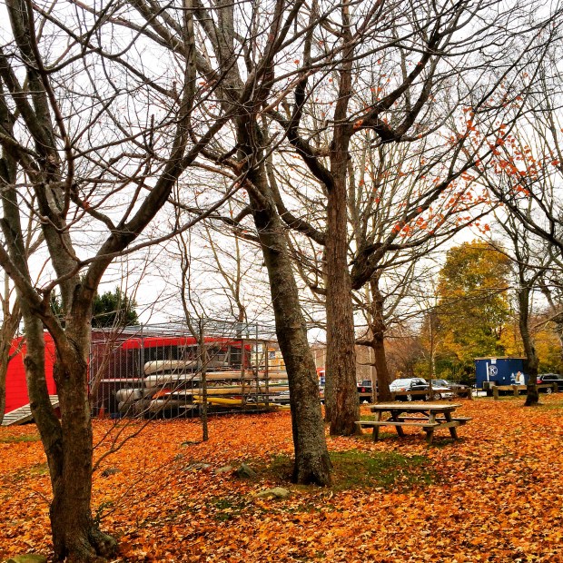 Graham's Grove Park with dog