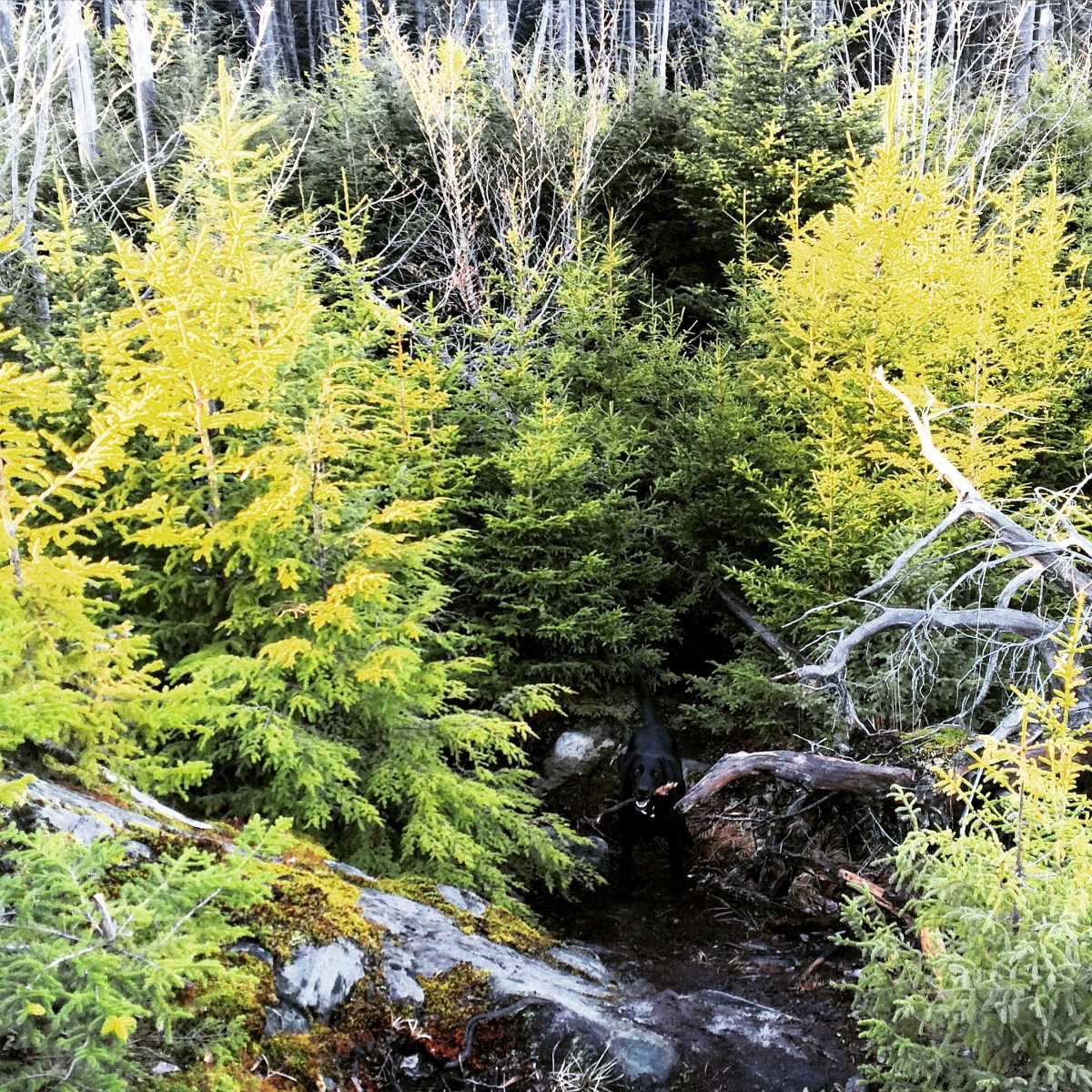 Hemlock Ravine Park off-leash dog friendly trail