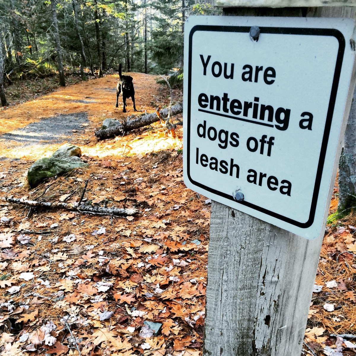 Hemlock Ravine Park off-leash dog friendly trail
