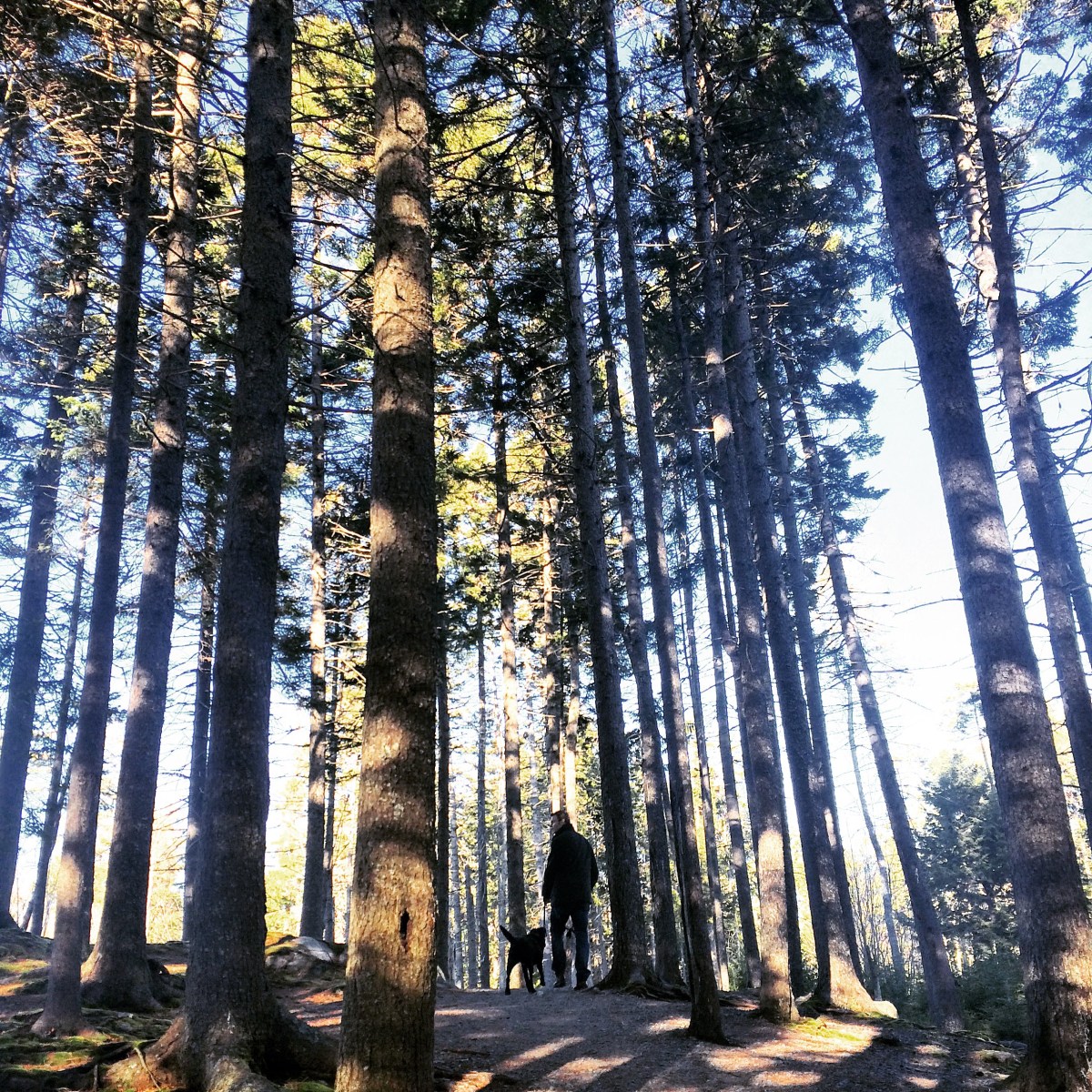 Hemlock Ravine Park off-leash dog friendly trail