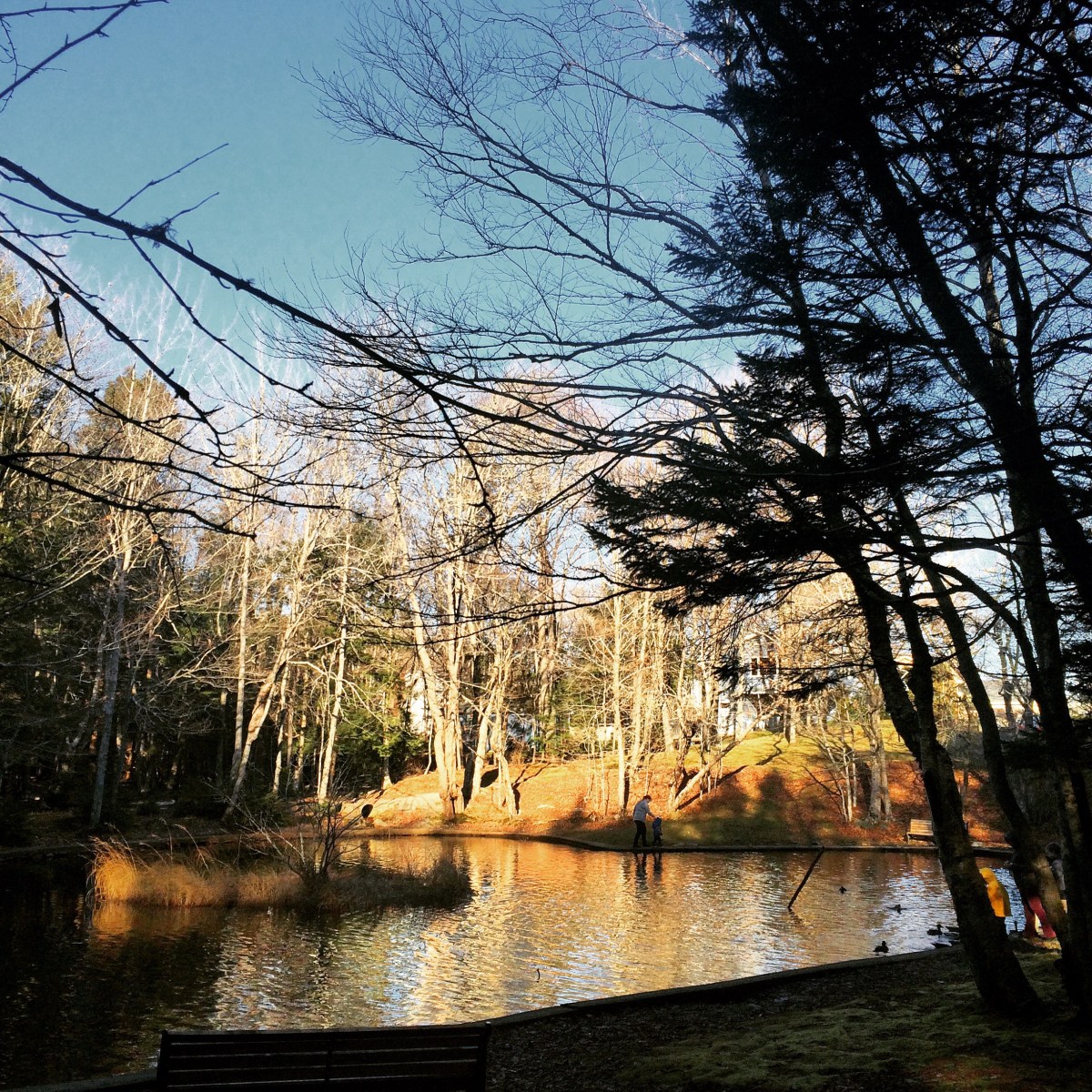 Hemlock Ravine Park off-leash dog friendly trail
