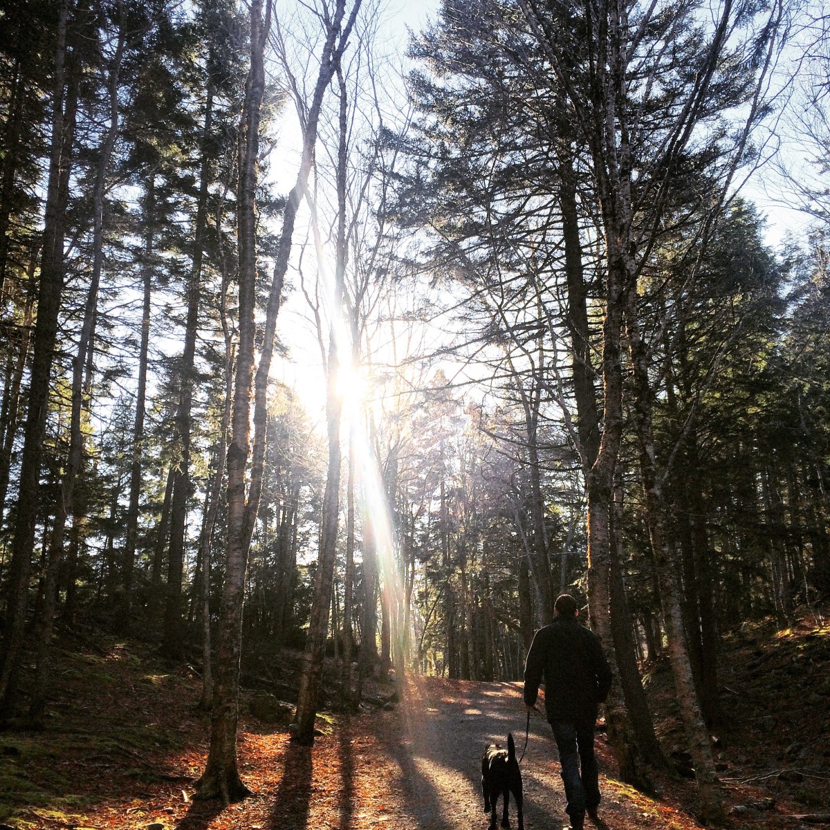 Hemlock Ravine Park off-leash dog friendly trail