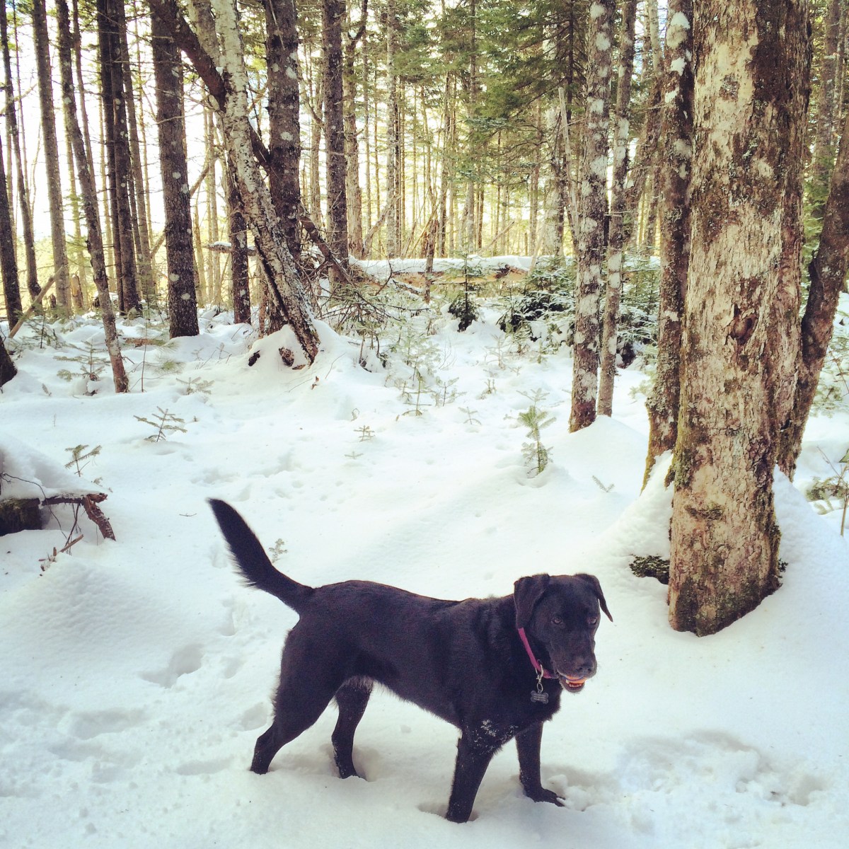Spider Lake Trails in Dartmouth, NS off-leash dog friendly