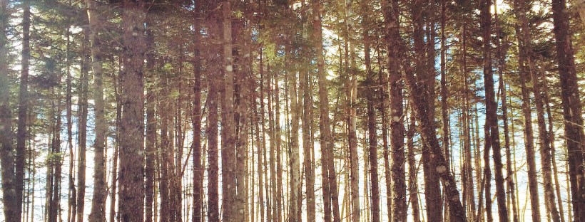 Spider Lake Trails in Dartmouth, NS off-leash dog friendly