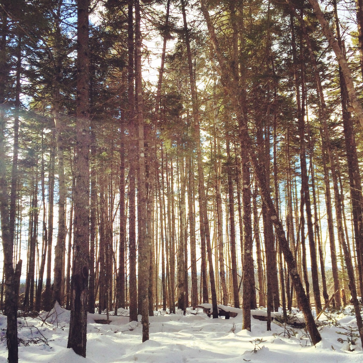 Spider Lake Trails in Dartmouth, NS off-leash dog friendly