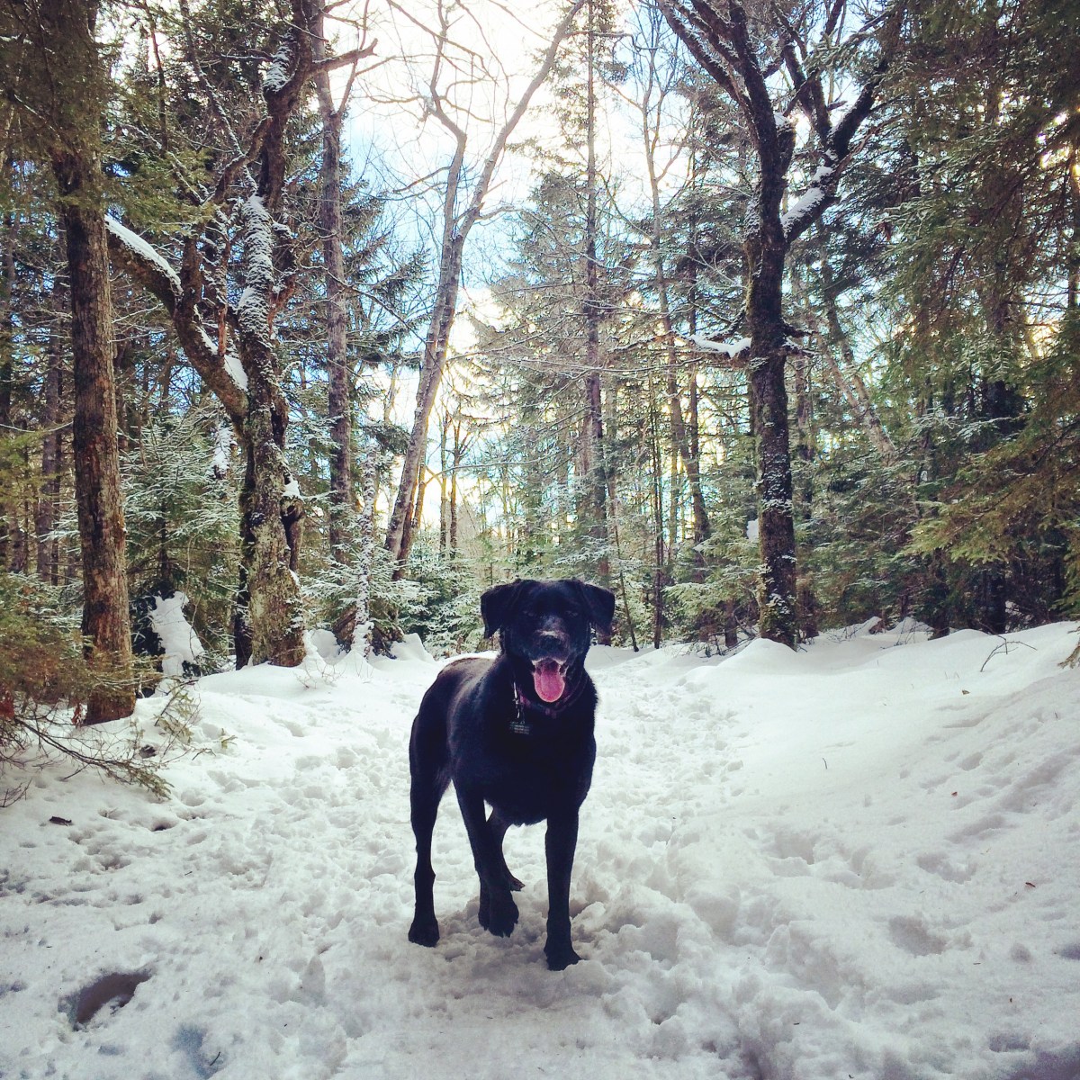 Spider Lake Trails in Dartmouth, NS off-leash dog friendly