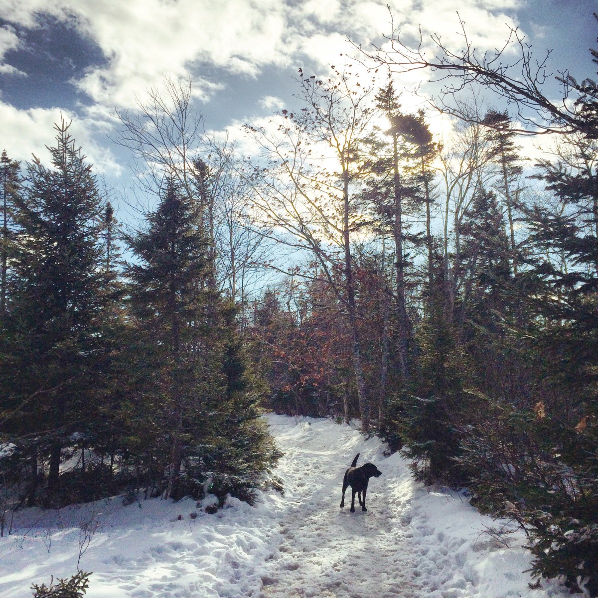 Spider Lake Trails in Dartmouth, NS off-leash dog friendly