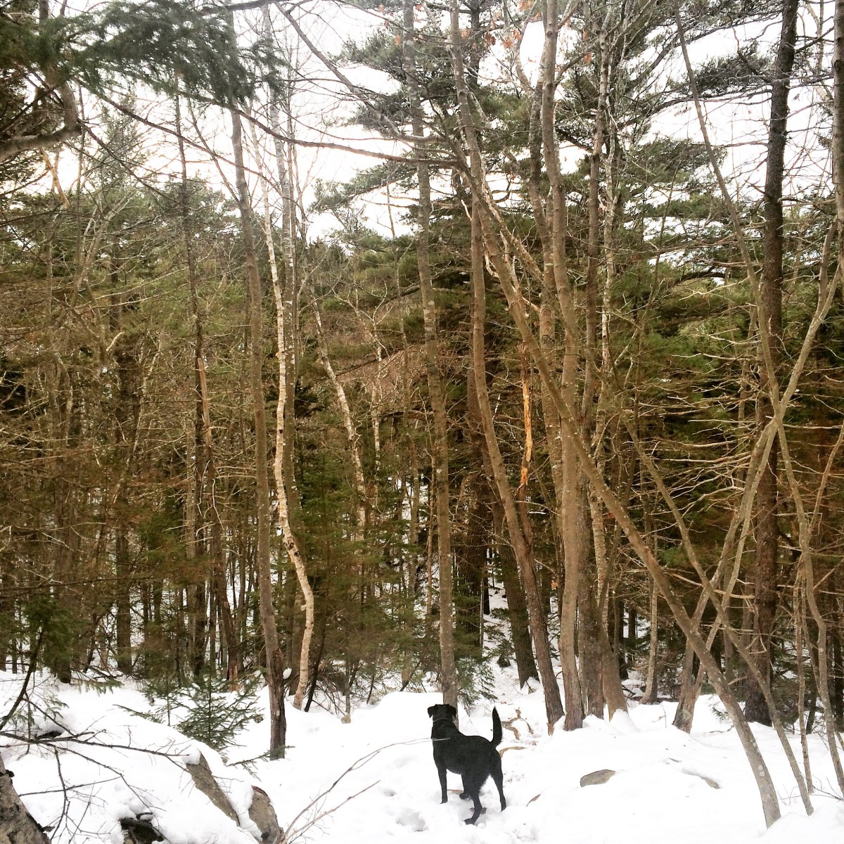 Admiral Cove Park in Bedford, NS is Dog-Friendly - but beware of ticks