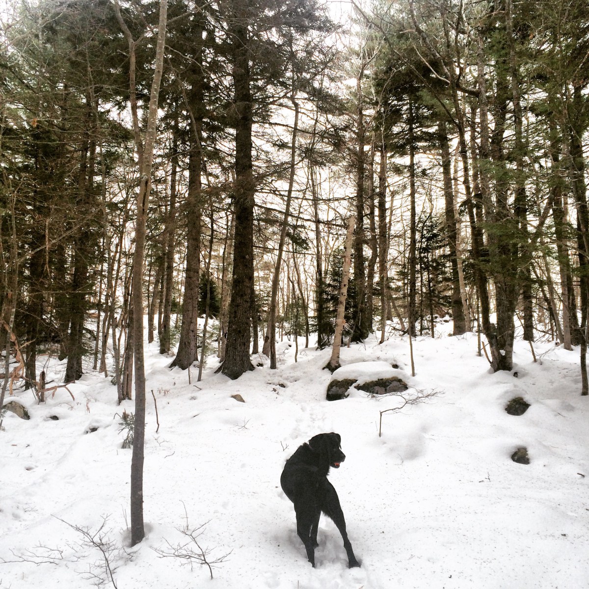 Admiral Cove Park in Bedford, NS is Dog-Friendly - but beware of ticks