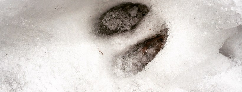 Admiral Cove Park Dog-Friendly - but beware of ticks