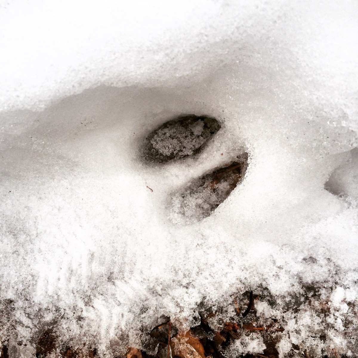 Admiral Cove Park Dog-Friendly - but beware of ticks