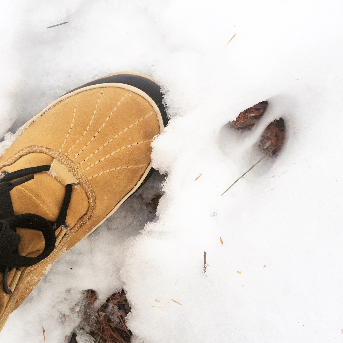 Admiral Cove Park Dog-Friendly