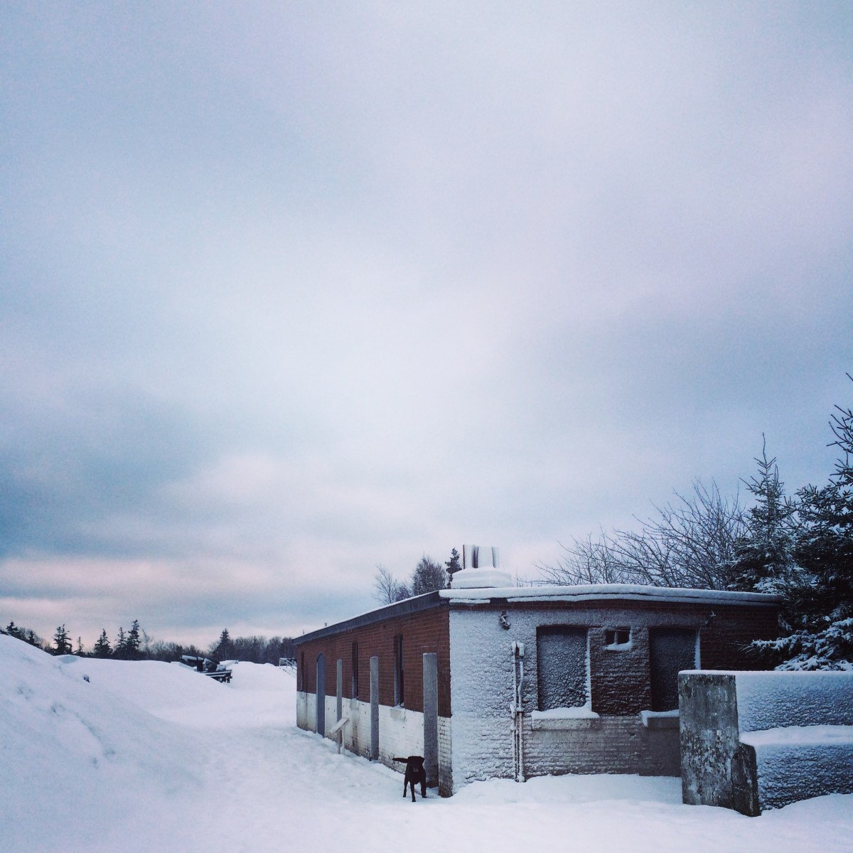 Off-Leash Dog at York Redoubt