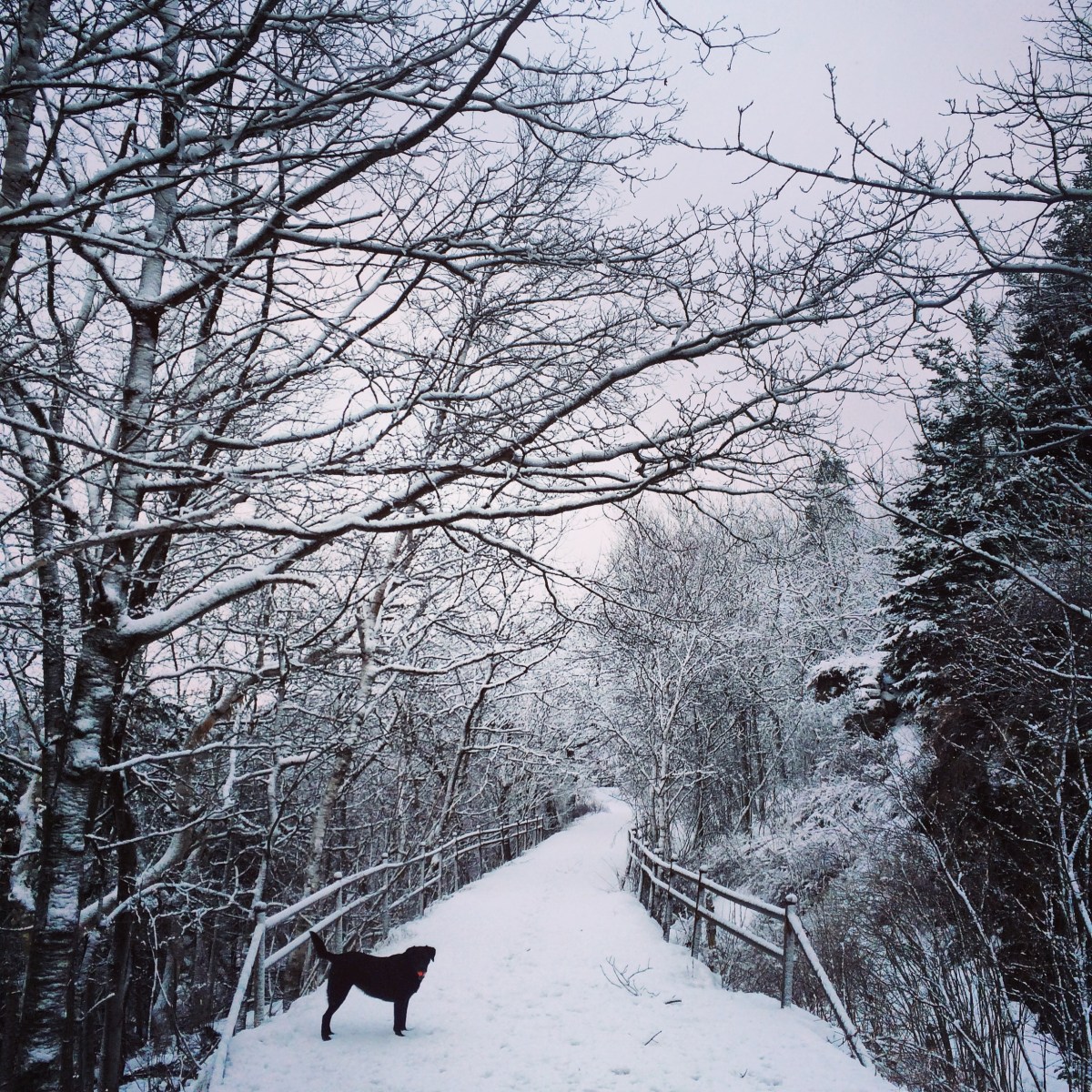 Dog at York Redoubt Trail