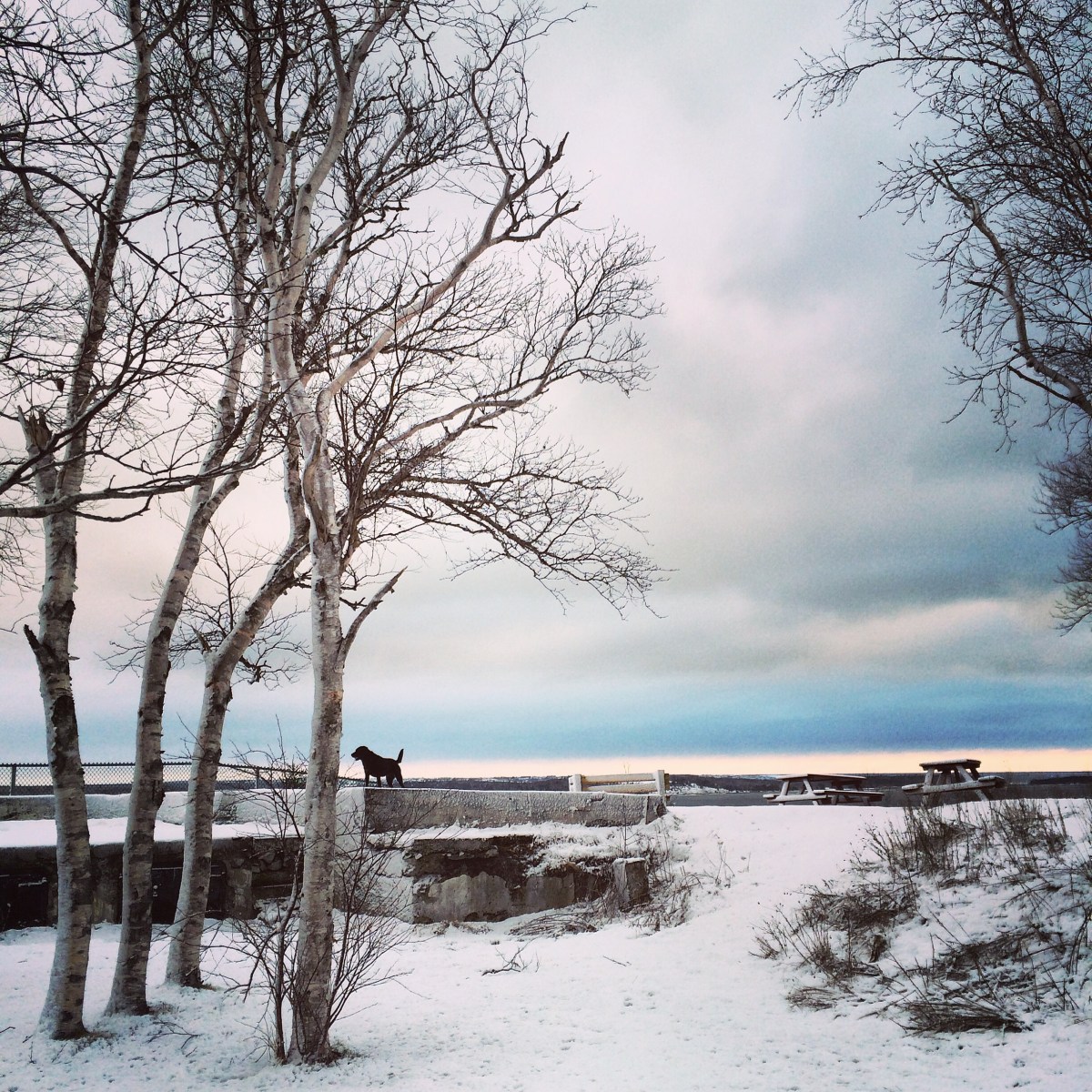 Off-Leash Dog at York Redoubt