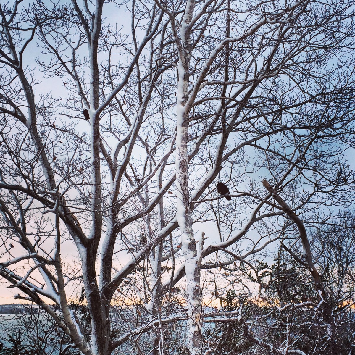 Birds in Trees at York Redoubt