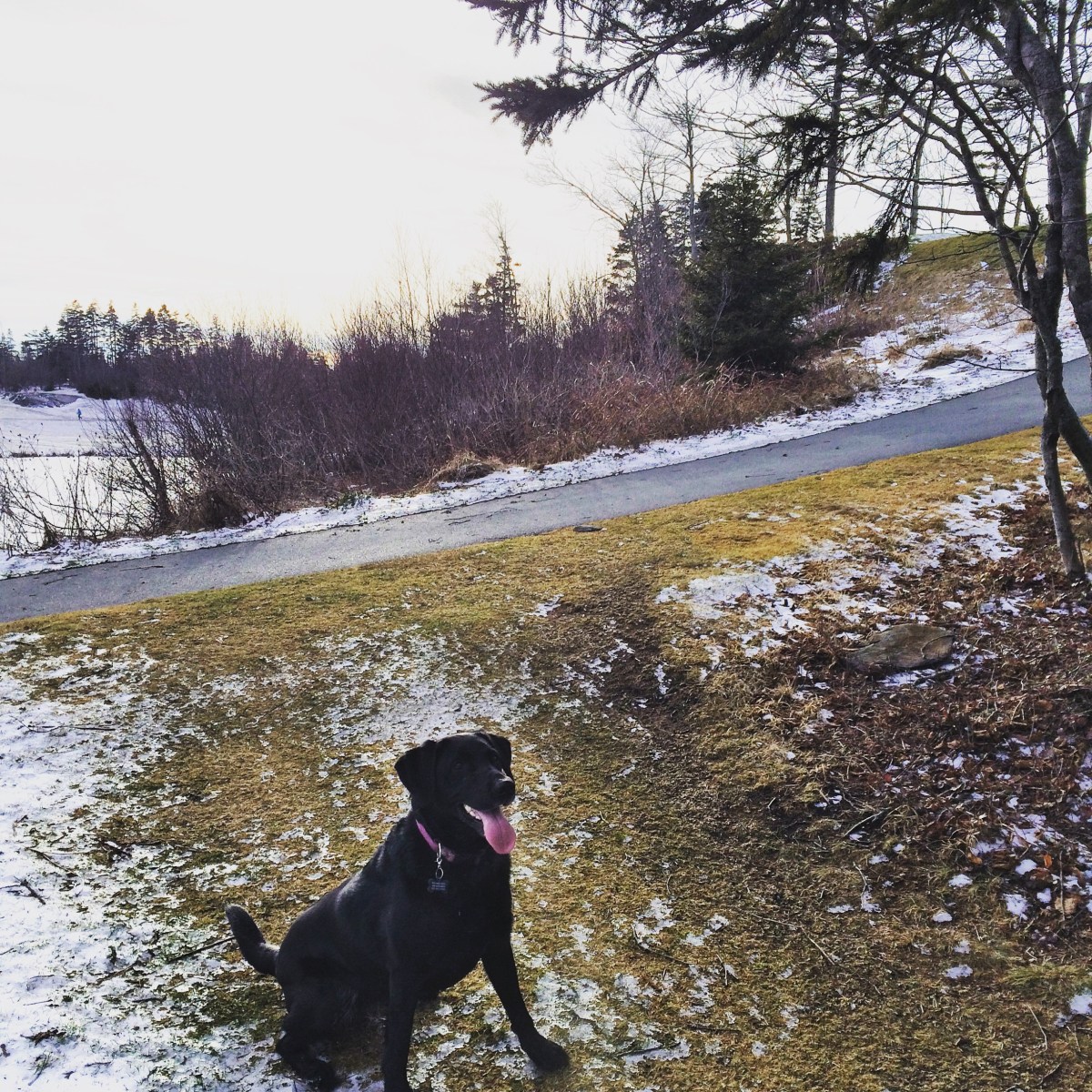 Ashburn Golf Club Off-Leash Dog