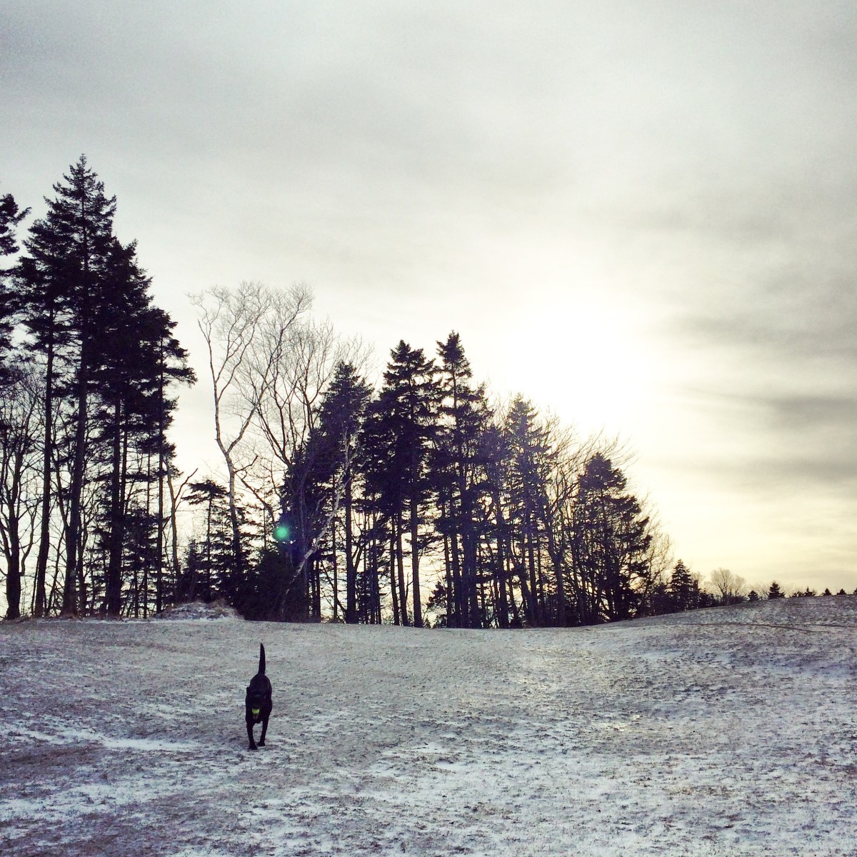 Ashburn Golf Club Dog-Friendly