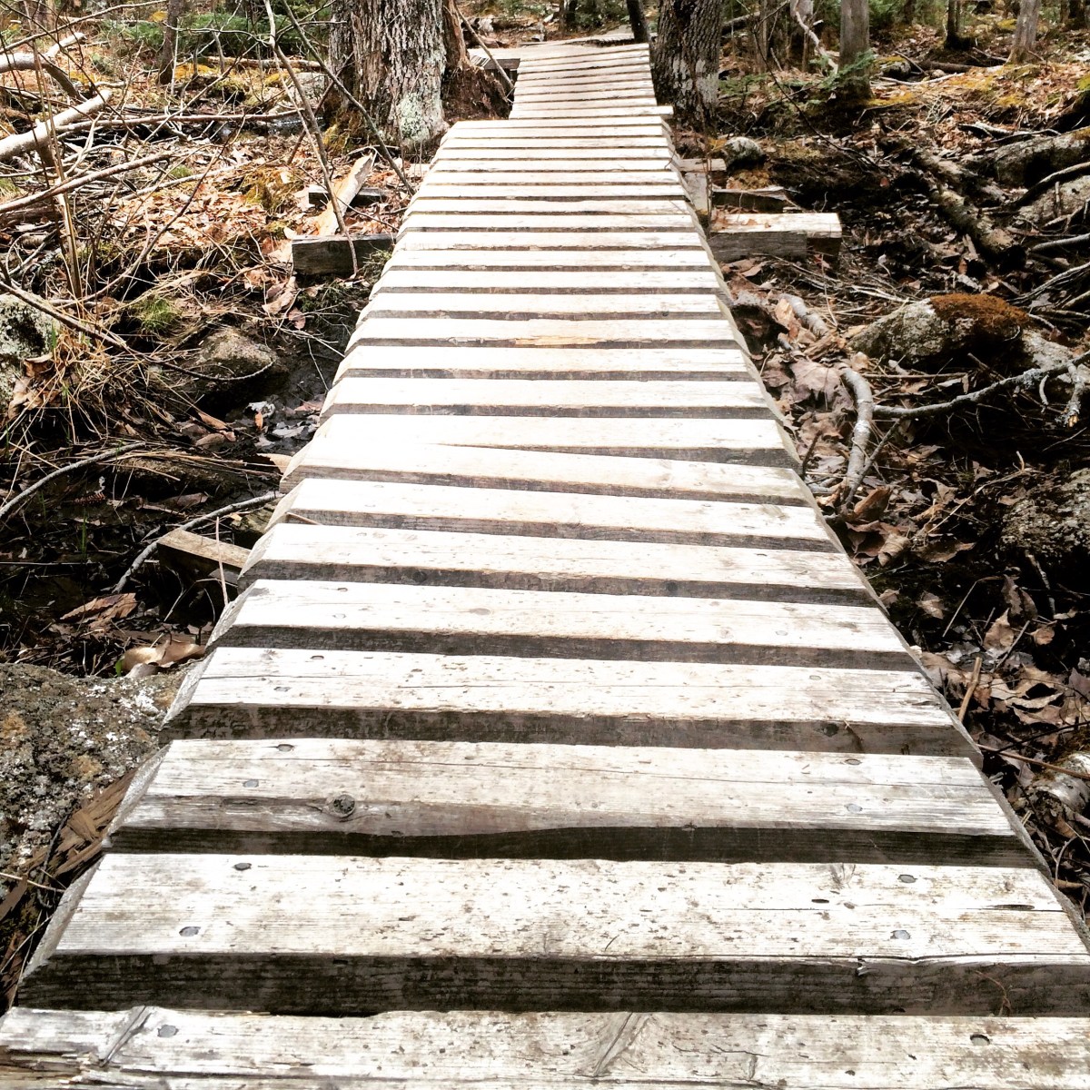 Long Lake Provincial Park new Lakeview Trail dog-friendly