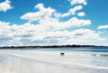 Crescent Beach in Lockeport, NS - a beautiful, dog-friendly beach