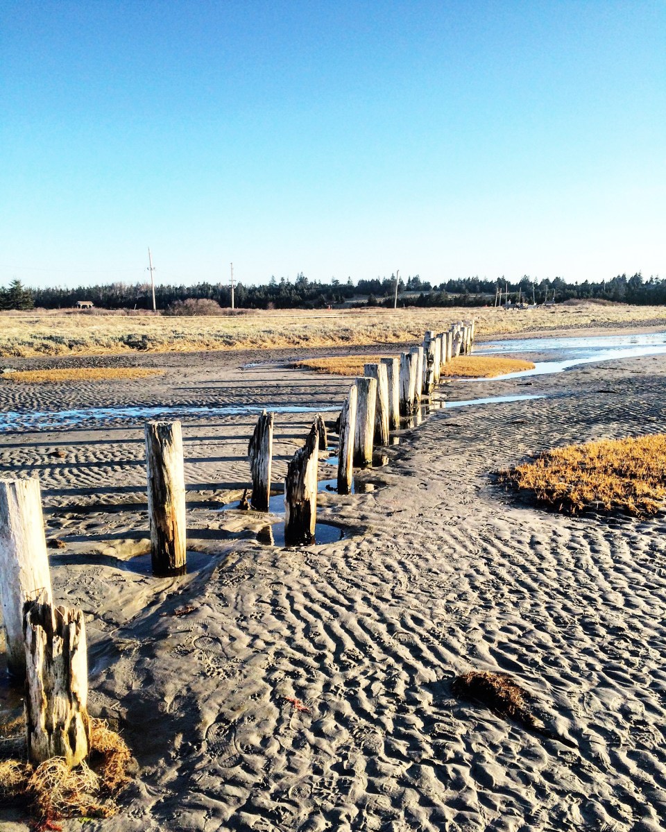 Enjoy a dog-friendly east coast experience at MacCormacks Beach in Eastern Passage, NS