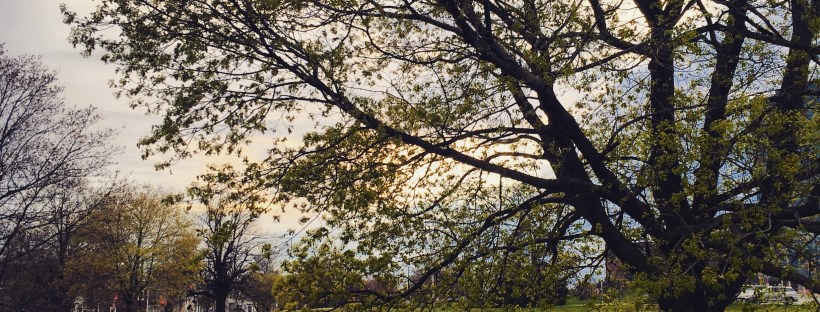 Dartmouth Common Dog-Friendly Off-Leash