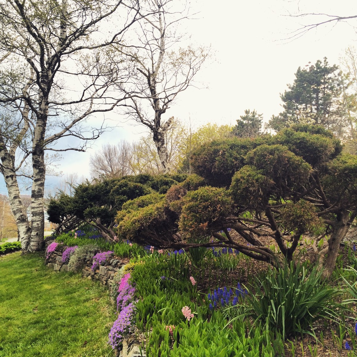 Dartmouth Common Dog-Friendly Off-Leash