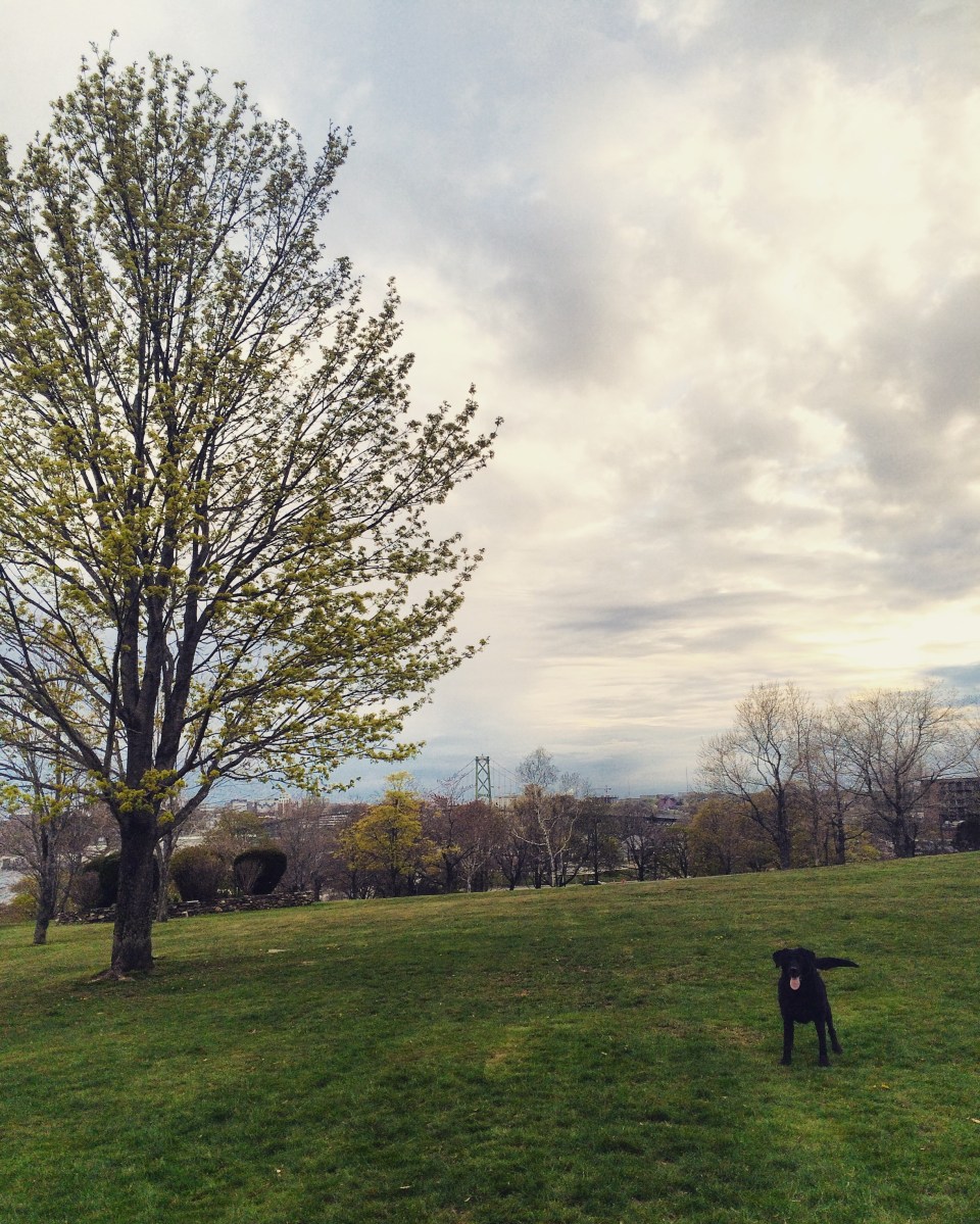 Dartmouth Common Dog-Friendly Off-Leash