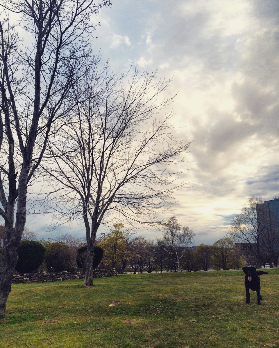 Dartmouth Common Dog-Friendly Off-Leash