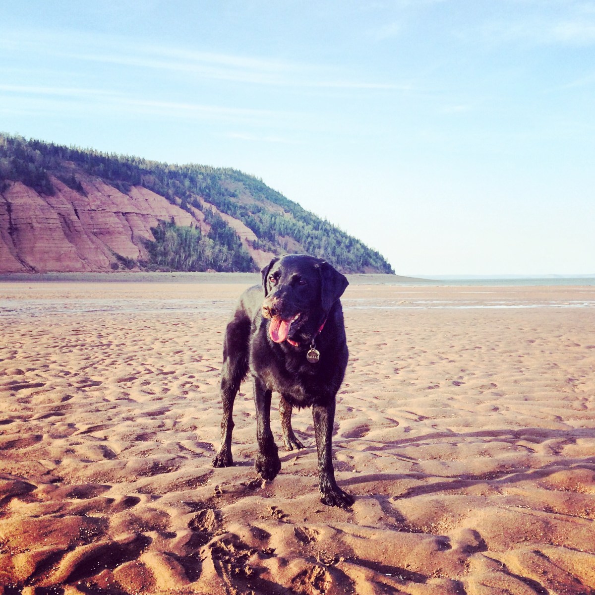 Camping with dogs at Blomidon Provincial Park, a dog-friendly campground