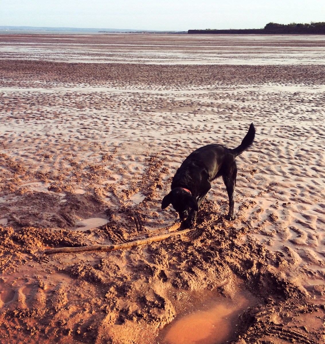 Camping with dogs at Blomidon Provincial Park, a dog-friendly campground