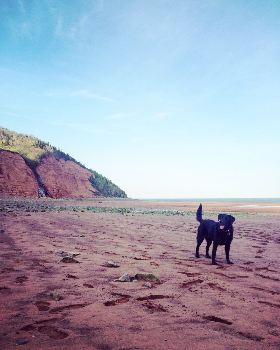 Camping with dogs at Blomidon Provincial Park, a dog-friendly campground