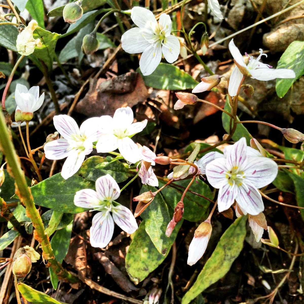 Hiking with dogs at Cape Split, Nova Scotia! This trail is dog-friendly
