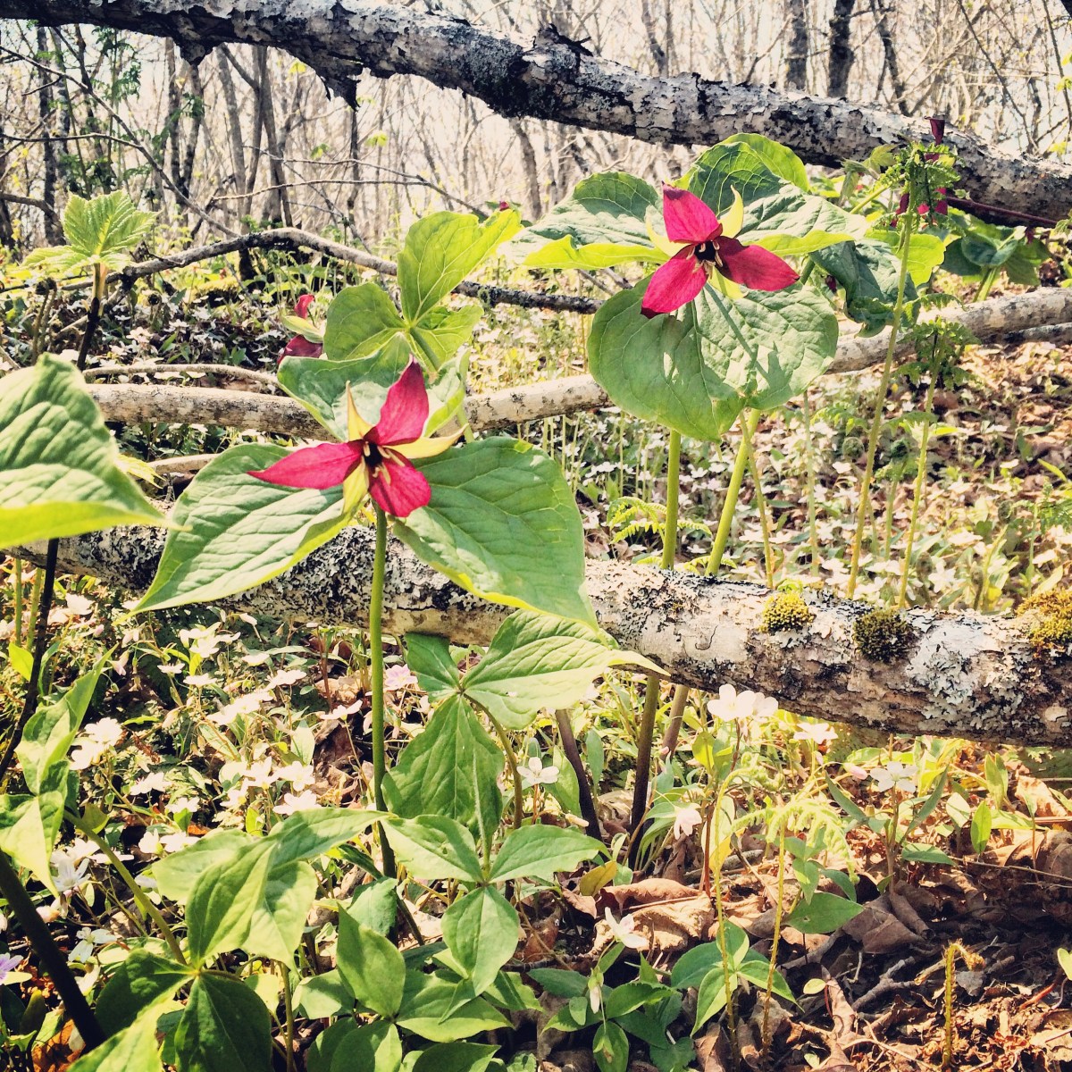 Hiking with dogs at Cape Split, Nova Scotia! This trail is dog-friendly
