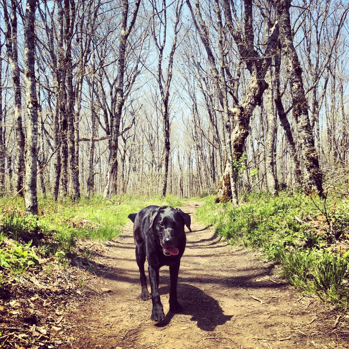 Hiking with dogs at Cape Split, Nova Scotia! This trail is dog-friendly