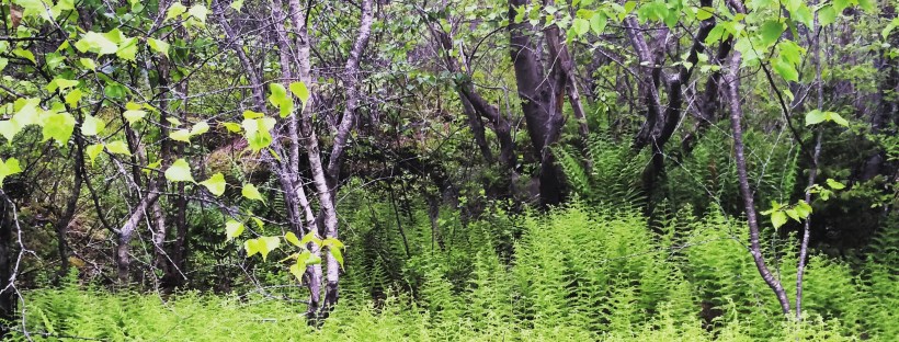 Anderson Lake in Bedford, Nova Scotia is dog-friendly... sort of