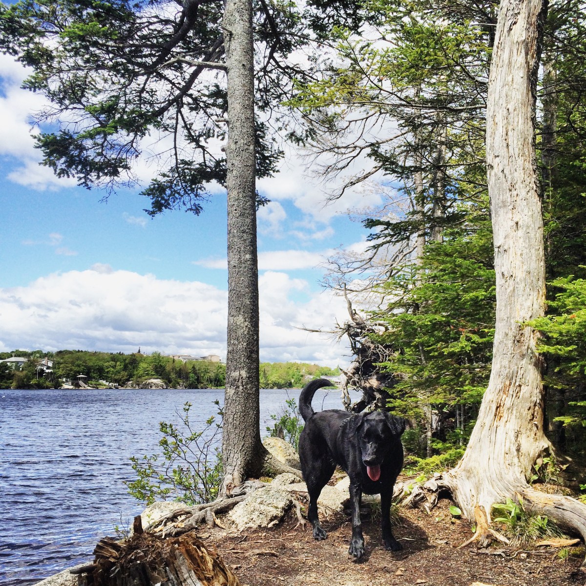 Beechville Lakeside Timberlea BLT Trail is dog-friendly! Its a great place to go jogging with your dog
