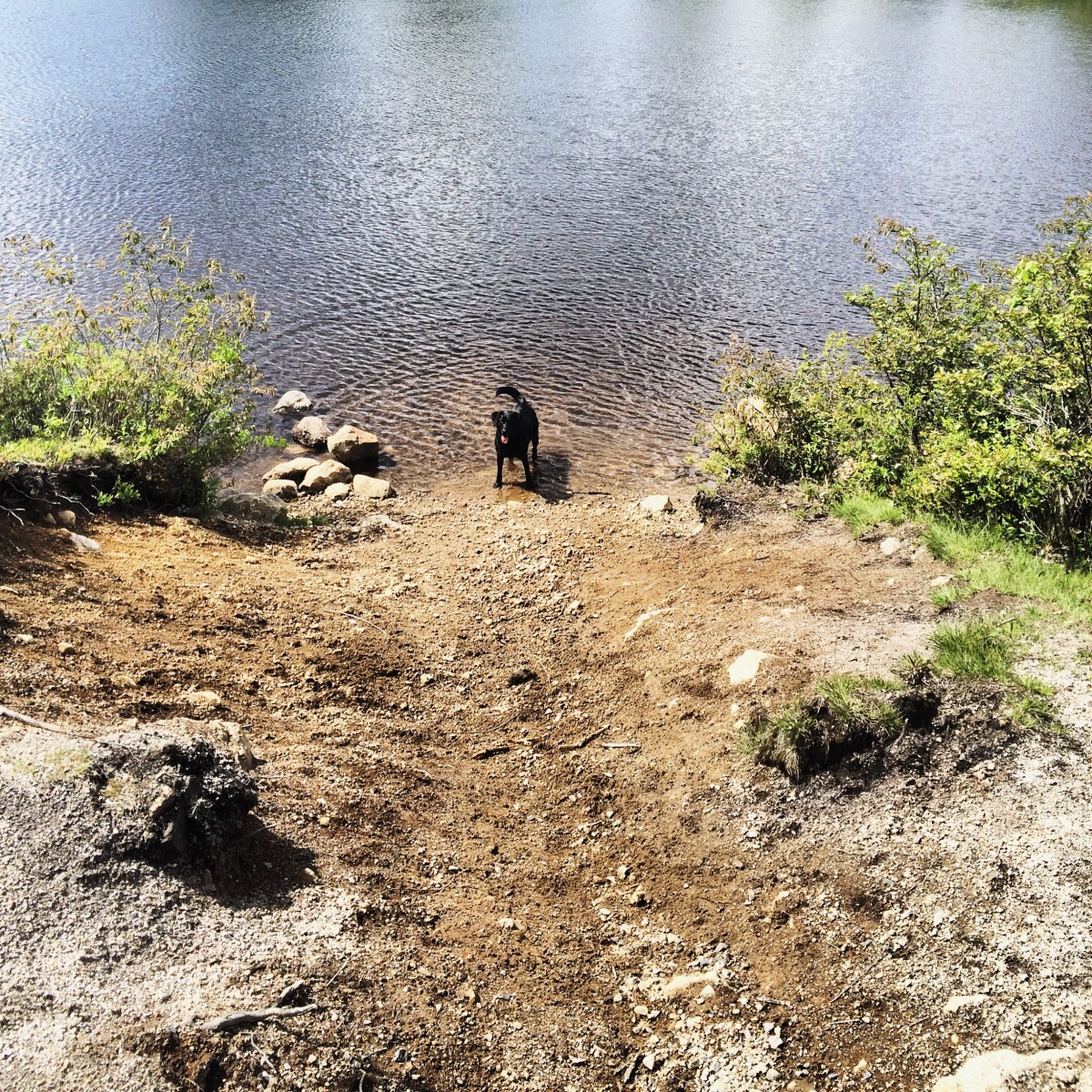 Beechville Lakeside Timberlea BLT Trail is dog-friendly! Its a great place to go jogging with your dog