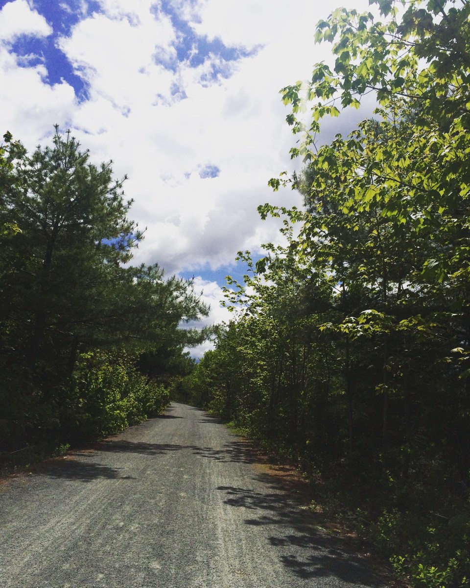 Beechville Lakeside Timberlea BLT Trail is dog-friendly! Its a great place to go jogging with your dog