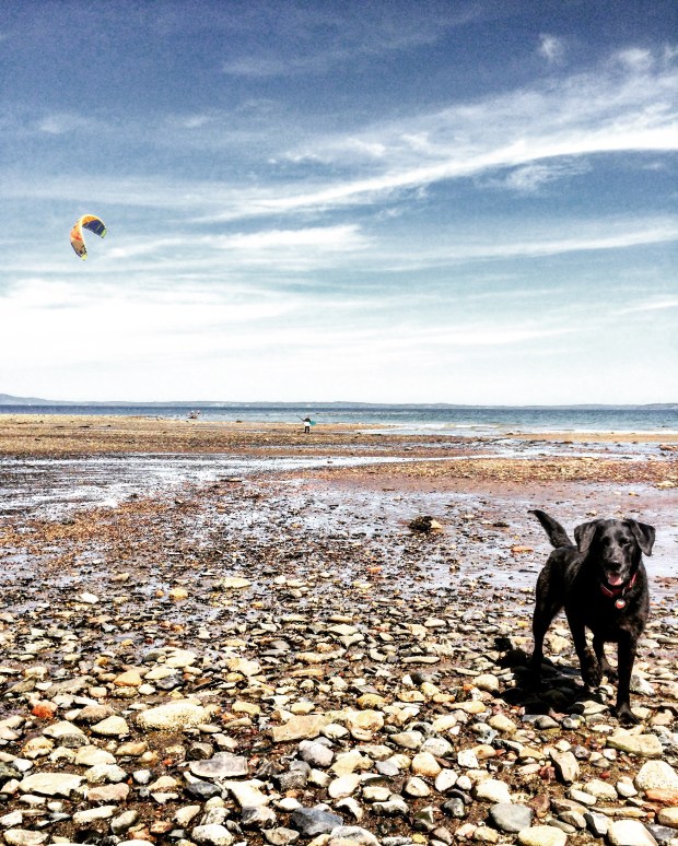 Dog-Friendly Adventures in Saint Andrews, New Brunswick