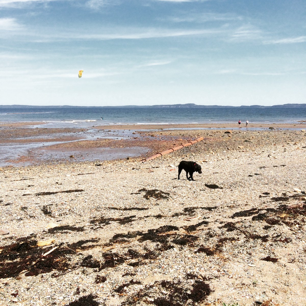 Dog-Friendly Adventures in Saint Andrews, New Brunswick