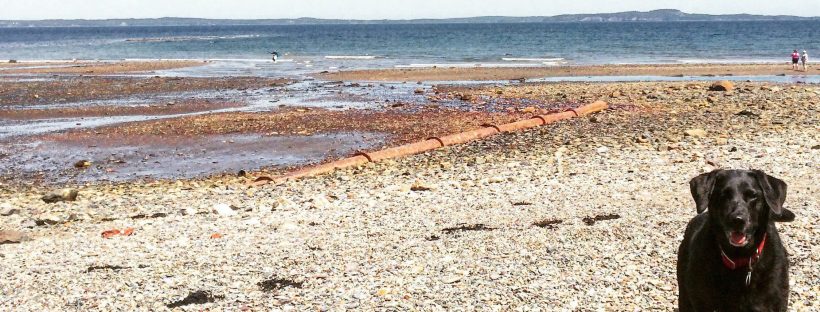 Dog-Friendly Adventures in Saint Andrews, New Brunswick