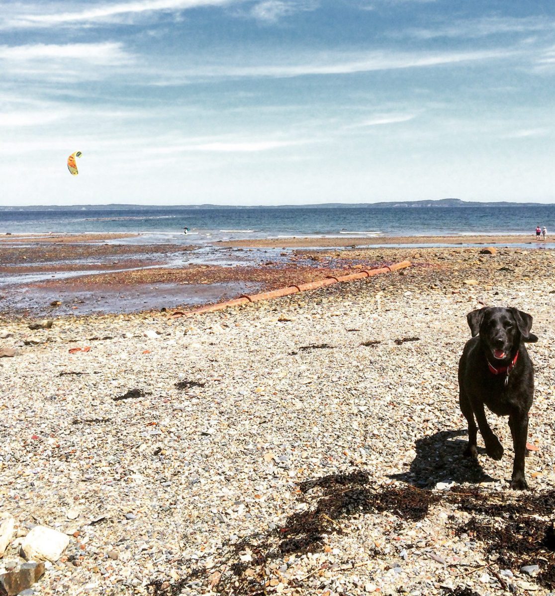 Dog-Friendly Adventures in Saint Andrews, New Brunswick
