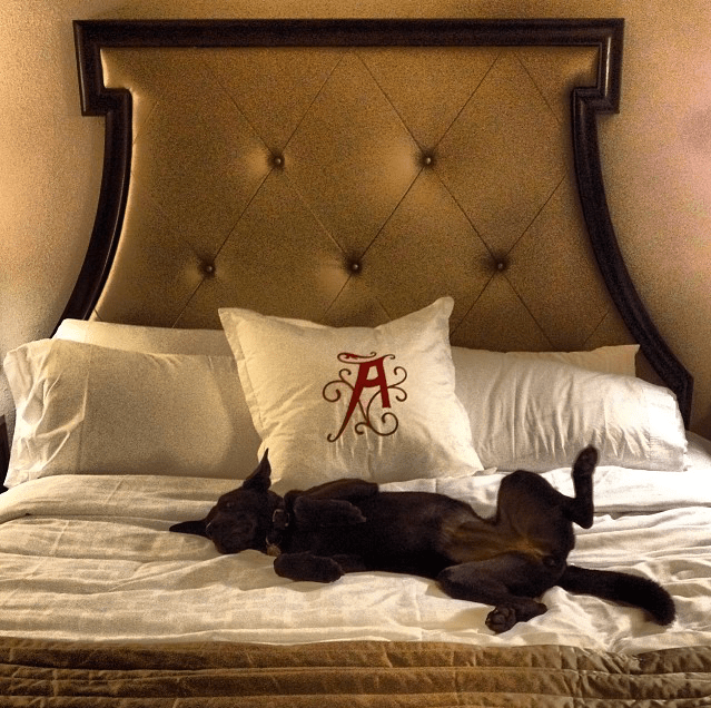 Dog-Friendly Adventures at the Algonquin Resort in Saint Andrews, New Brunswick