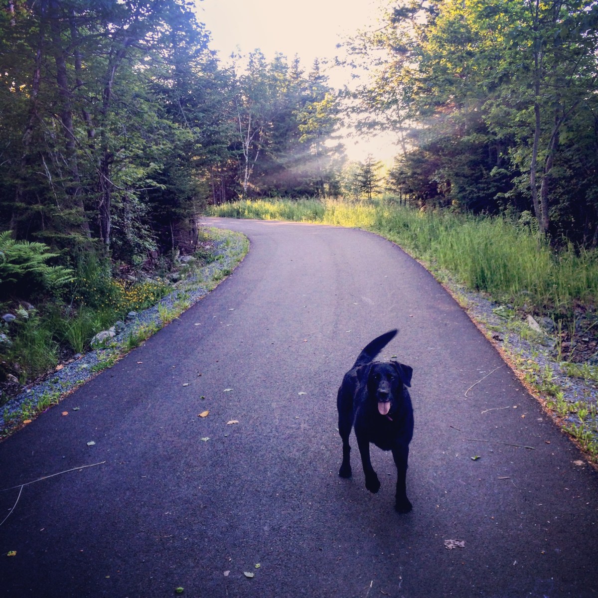 Cole Harbour Commons off-leash / fetch / dog-friendly?
