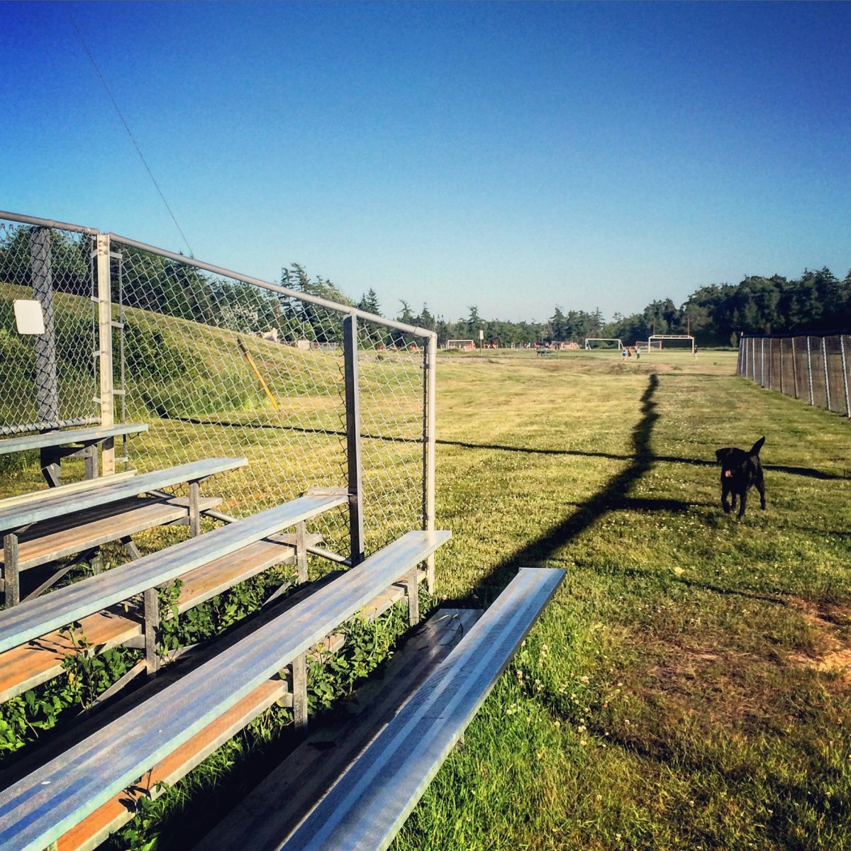 Cole Harbour Commons off-leash / fetch / dog-friendly?