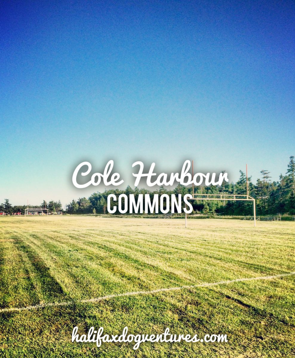 Cole Harbour Commons off-leash / fetch / dog-friendly?