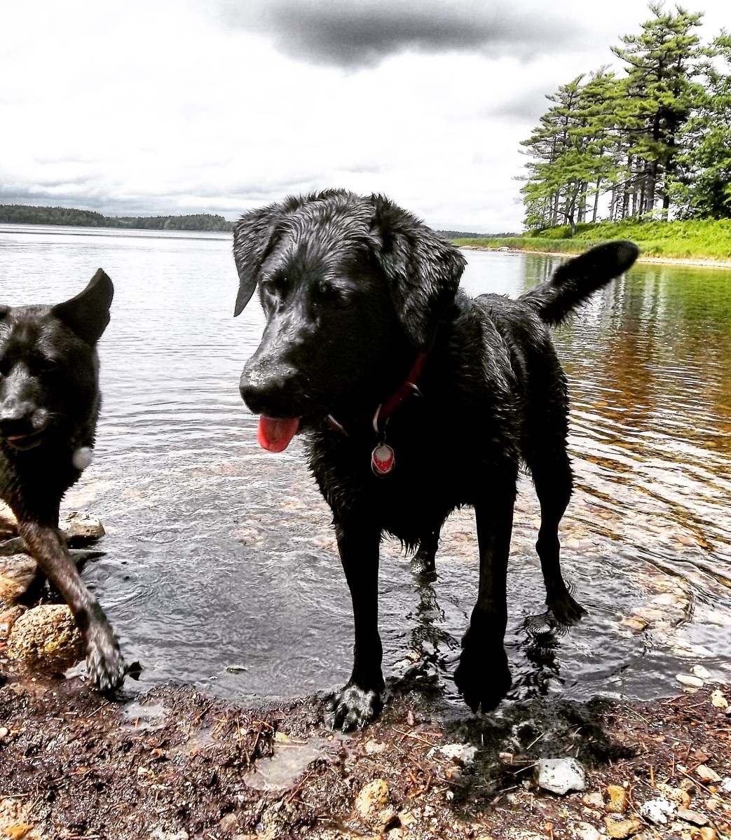 Backcountry Camping with Dogs in Kejimkujik National Park - Off-Leash Dog Friendly